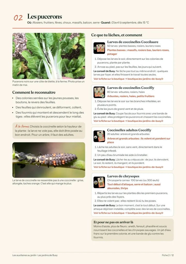 Fiche pucerons : coccinelles et chrysopes