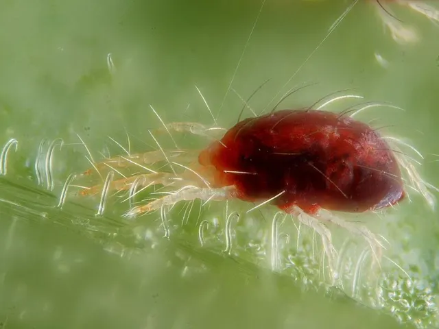 Araignée rouge et ses fils de soie