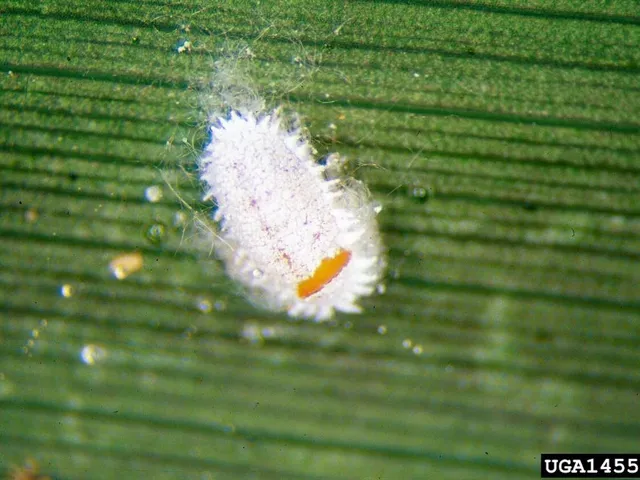Cochenille farineuse sur une feuille