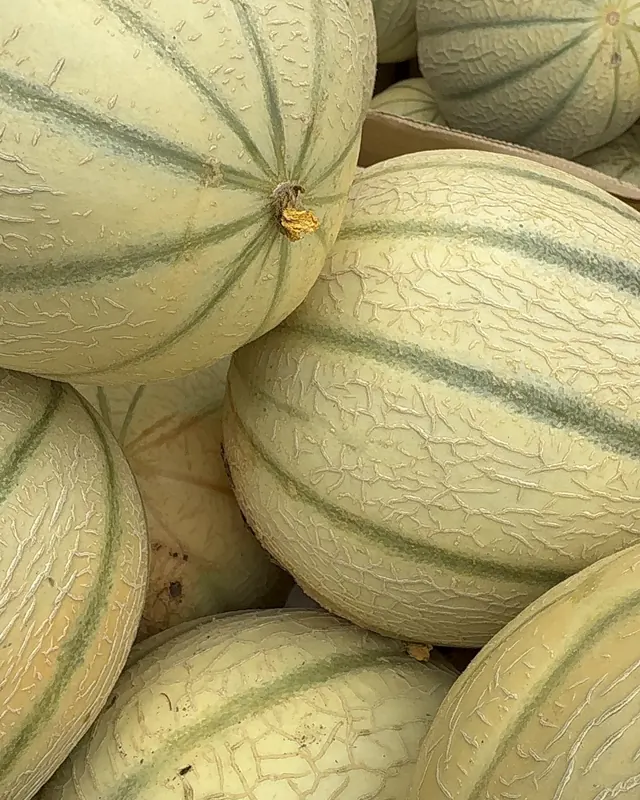 Melons charentais