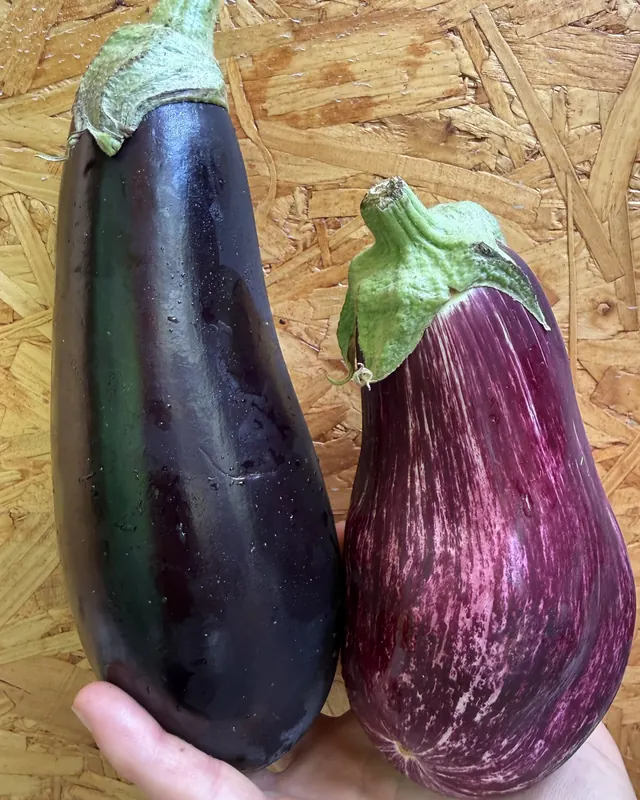 Aubergines noire et graffiti