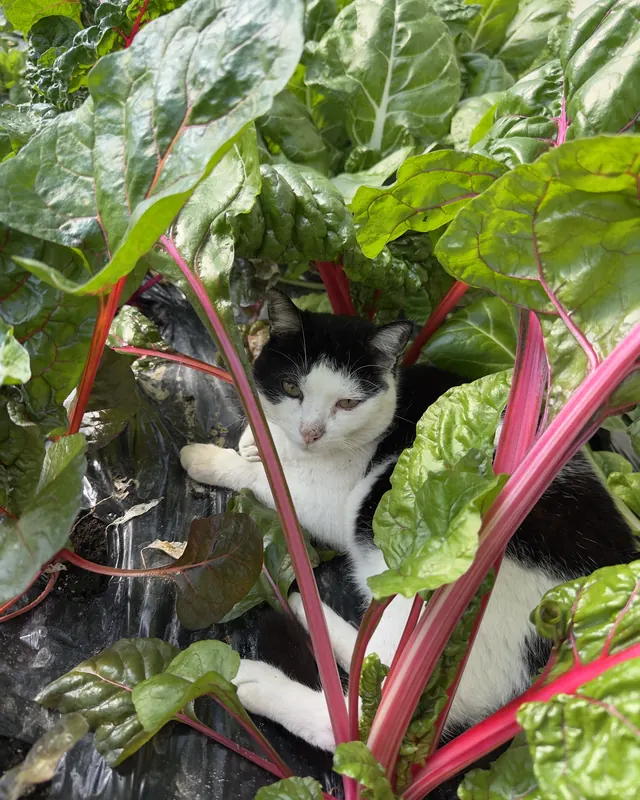 Olaf, le chat de la ferme, caché dans les blettes