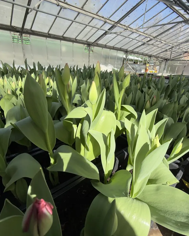 Tulipes en bouton dans la serre